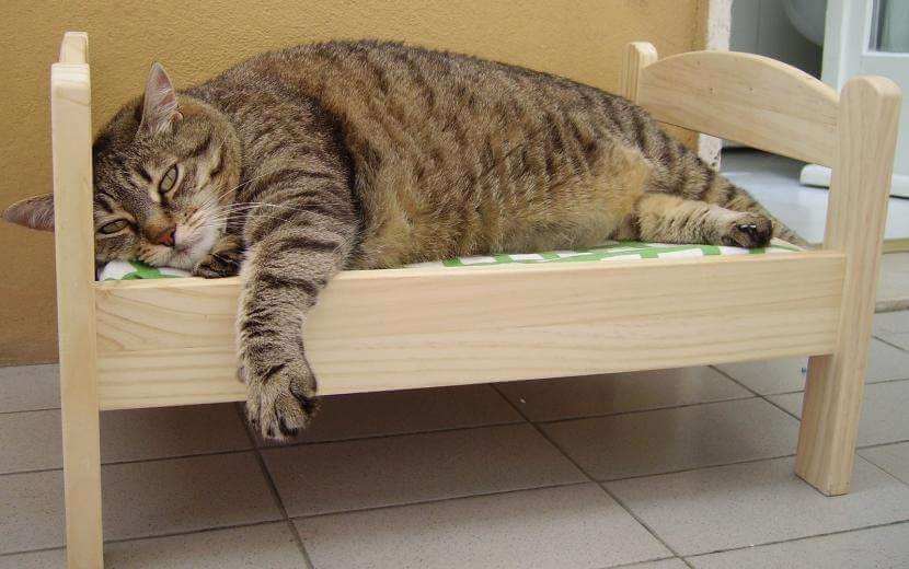 gato y cama gato_en_una_cama